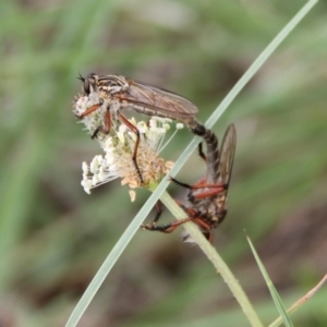 Zosteria sp. (genus) at Franklin Grassland (FRA_5) - 11 Dec 2023