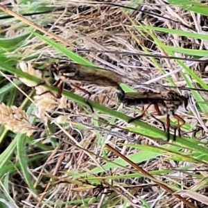 Asilidae (family) at Franklin Grassland (FRA_5) - 11 Dec 2023