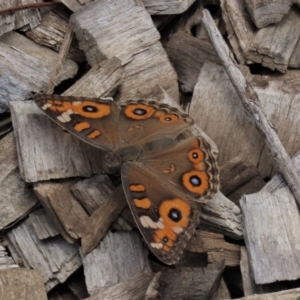 Junonia villida at Blue Gum Point to Attunga Bay - 16 Dec 2023 02:28 PM