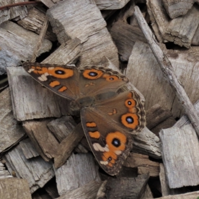 Junonia villida (Meadow Argus) at Lake Burley Griffin West - 16 Dec 2023 by AndyRoo