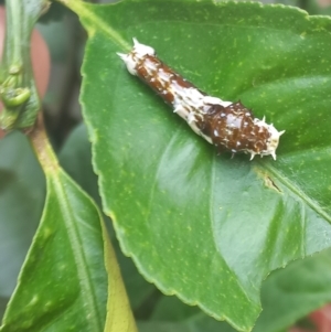 Papilio aegeus at Duffy, ACT - suppressed