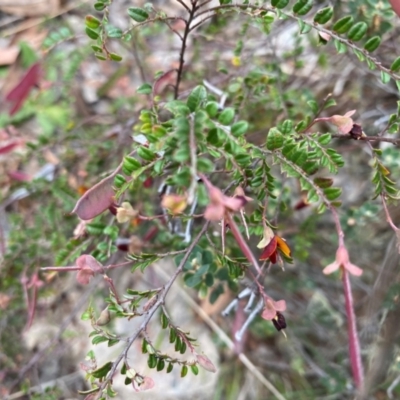 Bossiaea buxifolia (Matted Bossiaea) at Rob Roy Range - 19 Dec 2023 by Shazw