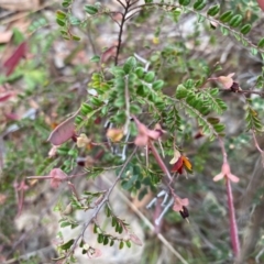 Bossiaea buxifolia (Matted Bossiaea) at Tuggeranong, ACT - 18 Dec 2023 by Shazw