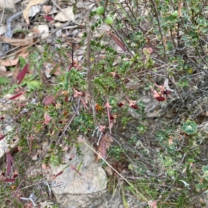 Bossiaea buxifolia at Rob Roy Range - 19 Dec 2023