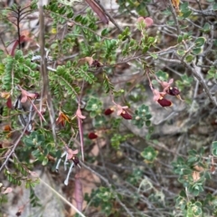 Bossiaea buxifolia at Rob Roy Range - 19 Dec 2023