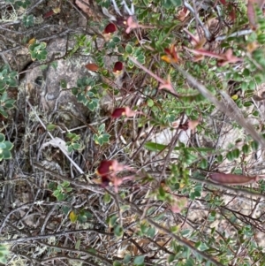Bossiaea buxifolia at Rob Roy Range - 19 Dec 2023