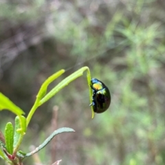 Callidemum hypochalceum (Hop-bush leaf beetle) at Rob Roy Range - 19 Dec 2023 by Shazw