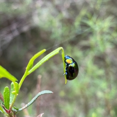 Callidemum hypochalceum (Hop-bush leaf beetle) at Tuggeranong, ACT - 18 Dec 2023 by Shazw