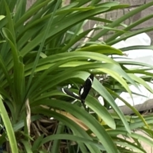 Papilio aegeus at Phillip, ACT - 18 Dec 2023