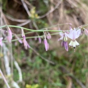 Arthropodium milleflorum at Rob Roy Range - 19 Dec 2023