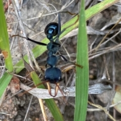 Myrmecia tarsata (Bull ant or Bulldog ant) at Tuggeranong, ACT - 18 Dec 2023 by Shazw