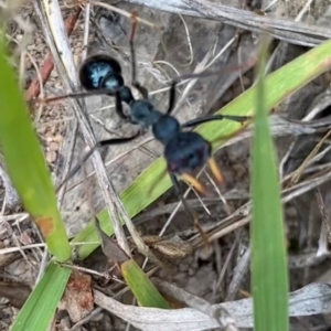 Myrmecia tarsata at Rob Roy Range - 19 Dec 2023 10:08 AM