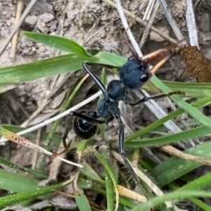 Myrmecia tarsata at Rob Roy Range - 19 Dec 2023 10:08 AM