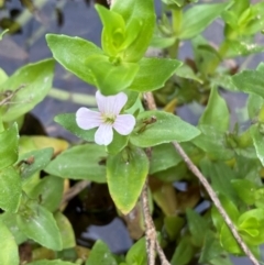 Gratiola peruviana (Australian Brooklime) at Rob Roy Range - 18 Dec 2023 by Shazw