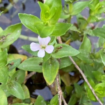 Gratiola peruviana (Australian Brooklime) at Rob Roy Range - 19 Dec 2023 by Shazw