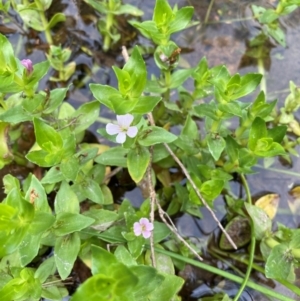 Gratiola peruviana at Rob Roy Range - 19 Dec 2023