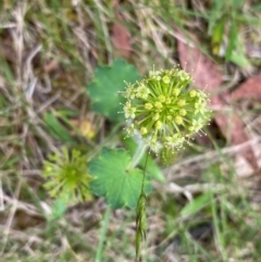 Hydrocotyle laxiflora (Stinking Pennywort) at Rob Roy Range - 18 Dec 2023 by Shazw