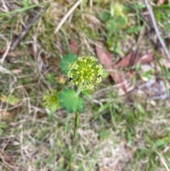 Hydrocotyle laxiflora at Rob Roy Range - 19 Dec 2023 09:59 AM