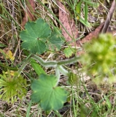 Hydrocotyle laxiflora at Rob Roy Range - 19 Dec 2023 09:59 AM