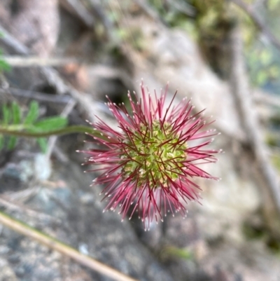 Acaena novae-zelandiae (Bidgee Widgee) at Rob Roy Range - 19 Dec 2023 by Shazw