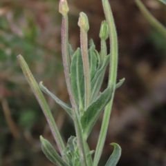 Epilobium hirtigerum (Hairy Willowherb) at Lake Burley Griffin West - 16 Dec 2023 by AndyRoo