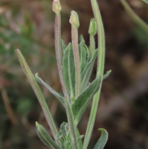 Epilobium hirtigerum at Blue Gum Point to Attunga Bay - 16 Dec 2023