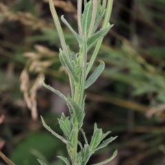 Epilobium hirtigerum at Blue Gum Point to Attunga Bay - 16 Dec 2023 02:35 PM