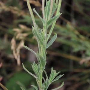 Epilobium hirtigerum at Blue Gum Point to Attunga Bay - 16 Dec 2023