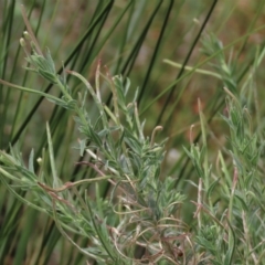 Epilobium hirtigerum at Blue Gum Point to Attunga Bay - 16 Dec 2023