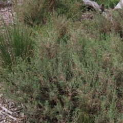 Epilobium hirtigerum at Blue Gum Point to Attunga Bay - 16 Dec 2023 02:35 PM