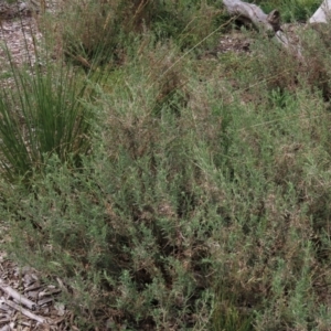 Epilobium hirtigerum at Blue Gum Point to Attunga Bay - 16 Dec 2023