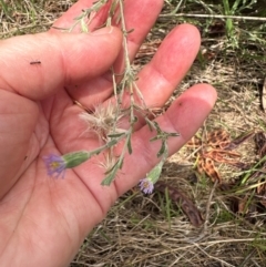 Vittadinia gracilis (New Holland Daisy) at Belconnen, ACT - 19 Dec 2023 by lbradley