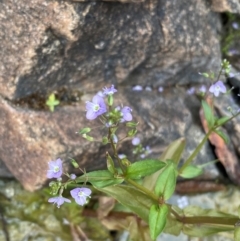 Veronica anagallis-aquatica (Blue Water Speedwell) at Rob Roy Range - 19 Dec 2023 by Shazw