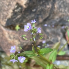 Veronica anagallis-aquatica at Rob Roy Range - 19 Dec 2023