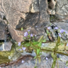 Veronica anagallis-aquatica at Rob Roy Range - 19 Dec 2023 09:54 AM