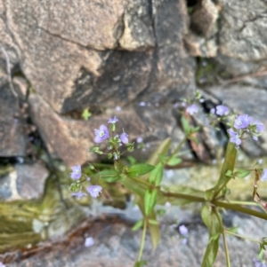 Veronica anagallis-aquatica at Rob Roy Range - 19 Dec 2023