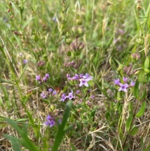 Mentha diemenica at Rob Roy Range - 19 Dec 2023