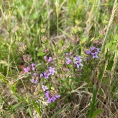 Mentha diemenica at Rob Roy Range - 19 Dec 2023