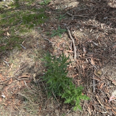 Cirsium vulgare (Spear Thistle) at Aranda, ACT - 19 Dec 2023 by lbradley