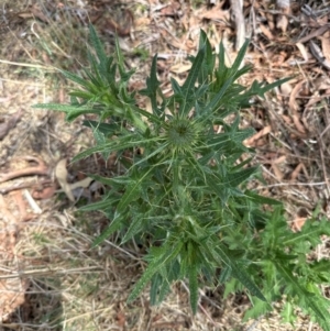 Cirsium vulgare at Aranda Bushland - 19 Dec 2023