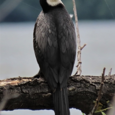 Microcarbo melanoleucos (Little Pied Cormorant) at Yarralumla, ACT - 16 Dec 2023 by AndyRoo