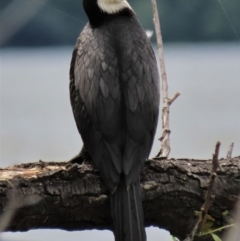 Microcarbo melanoleucos (Little Pied Cormorant) at Lake Burley Griffin West - 16 Dec 2023 by AndyRoo