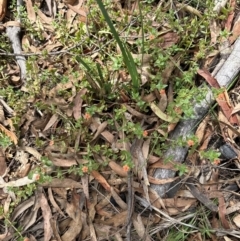 Lysimachia arvensis (Scarlet Pimpernel) at Belconnen, ACT - 19 Dec 2023 by lbradley