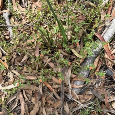Lysimachia arvensis (Scarlet Pimpernel) at Aranda Bushland - 19 Dec 2023 by lbradley