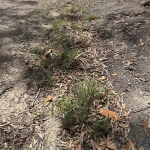 Lysimachia arvensis at Aranda Bushland - 19 Dec 2023 11:44 AM