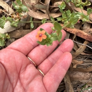 Lysimachia arvensis at Aranda Bushland - 19 Dec 2023