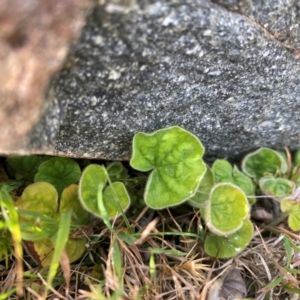 Dichondra repens at Rob Roy Range - 19 Dec 2023