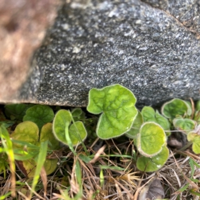 Dichondra repens (Kidney Weed) at Tuggeranong, ACT - 18 Dec 2023 by Shazw