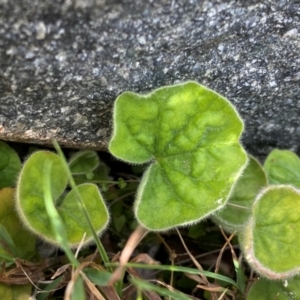 Dichondra repens at Rob Roy Range - 19 Dec 2023 09:23 AM