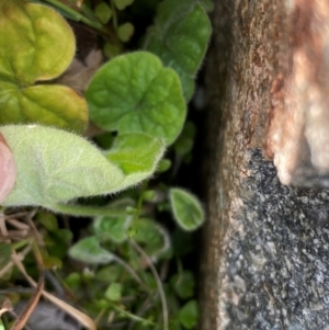 Dichondra repens at Rob Roy Range - 19 Dec 2023